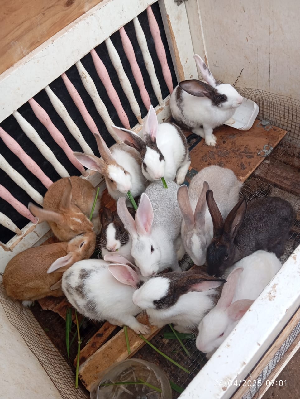 Vente de Lapins