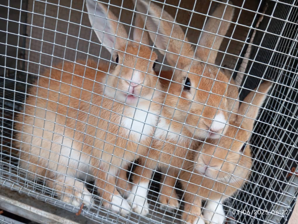 Vente de Lapins