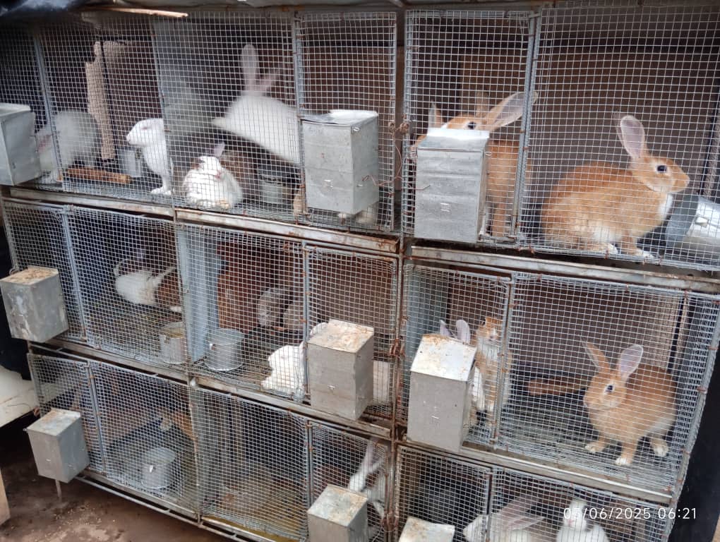 Vente de Lapins